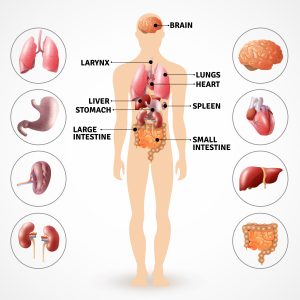 liver function